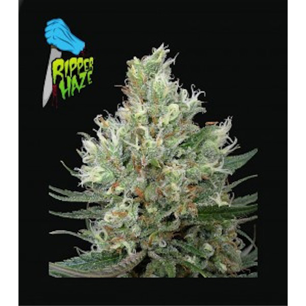 Ripper-Haze-5-u-fem-Ripper-Seeds.jpg Ripper-Haze-5-u-fem-Ripper-Seeds.jpg