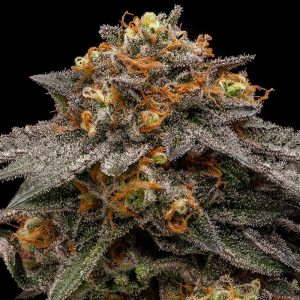 Shimo feminisierte Ripper Seeds