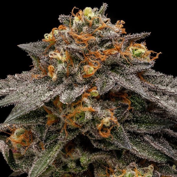 Shimo-5-u-fem-Ripper-Seeds.jpg