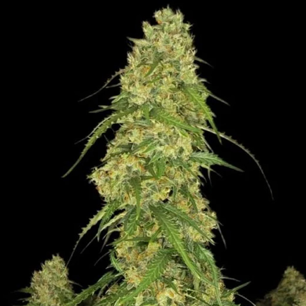 Sour-Jealousy-Auto-10-u-fem-FastBuds-Seeds.jpg Sour-Jealousy-Auto-10-u-fem-FastBuds-Seeds.jpg