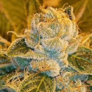 Sour Ripper feminisiert Ripper Seeds