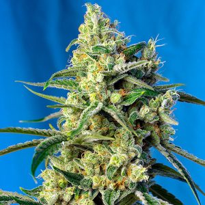 Sweet Amnesia Haze feminizada Sweet Seeds