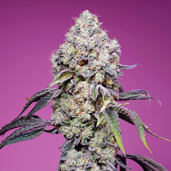 Sweet-Mandarine-Zkittlez-F1-Fast-Version-100-U-Fem-Granel-Professionals-Sweet-Seeds.jpg