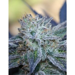Washing Machine feminisierte Ripper Seeds