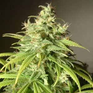 Amnesia Lemon Fast Bulk [100 Einheiten]