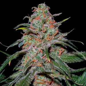 Lemon Skunk Fast Bulk [100 Einheiten]