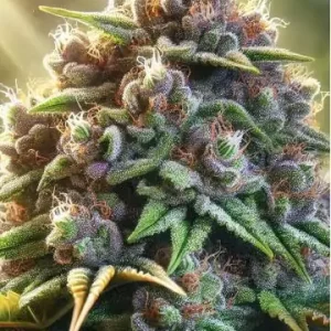 Mimosa 47 Fast Bulk [100 Einheiten]