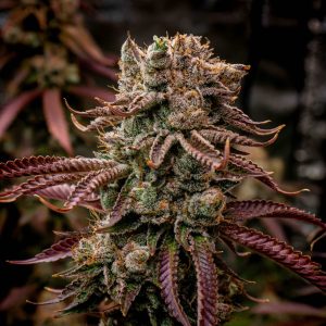 Mimosa Jack Fast Bulk [100 Einheiten]