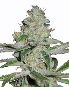 NYC Diesel Fast Granel