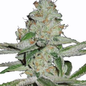 NYC Diesel Fast Bulk [100 Einheiten]