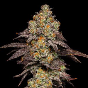 Big Z feminisierte Cookies Seed Bank