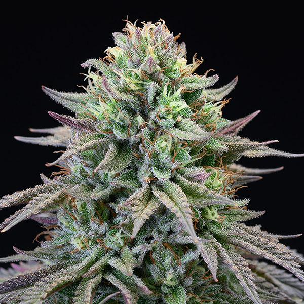 Cherry-Cooks-3-U-Fem-Cookies-Seed-Bank.jpg Cherry-Cooks-3-U-Fem-Cookies-Seed-Bank.jpg