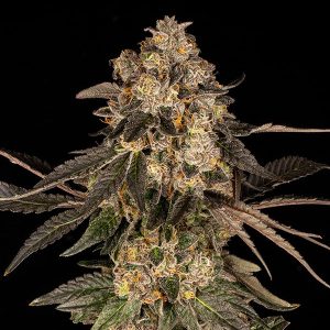 Cherry Fritter feminizada Cookies Seed Bank