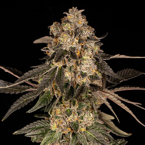 Cherry-Fritter-3-U-Fem-Cookies-Seed-Bank.jpg Cherry-Fritter-3-U-Fem-Cookies-Seed-Bank.jpg