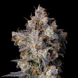 Cherry Zelato feminizada Cookies Seed Bank