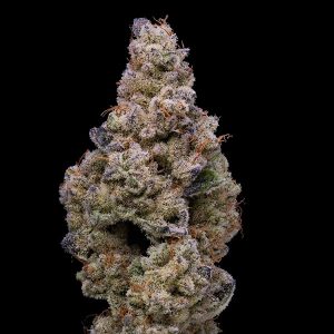 Crispy Sugar feminisierte Cookies Seed Bank