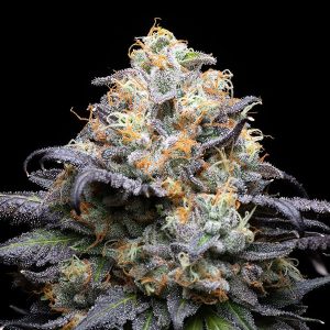 Double Sherb feminizada Cookies Seed Bank