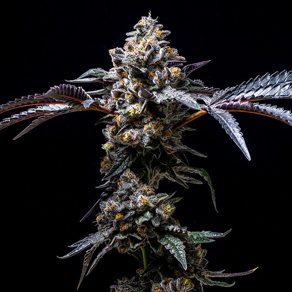 Citron -cherry-pop-3-u-fem-cookies-groot-bank.jpg Citron -cherry-pop-3-u-fem-cookies-groot-bank.jpg