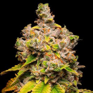 Lemon Cherry Sherb feminizada Cookies Seed Bank