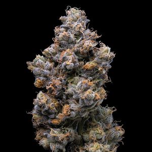 Miami Yayo feminisierte Cookies Seed Bank