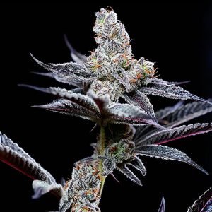 Mind Fuck feminizada Cookies Seed Bank