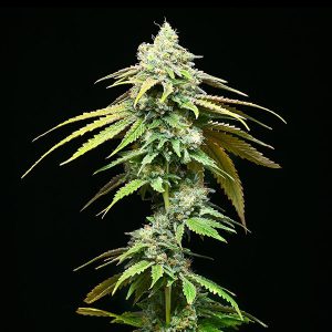 Motor City feminizada Cookies Seed Bank