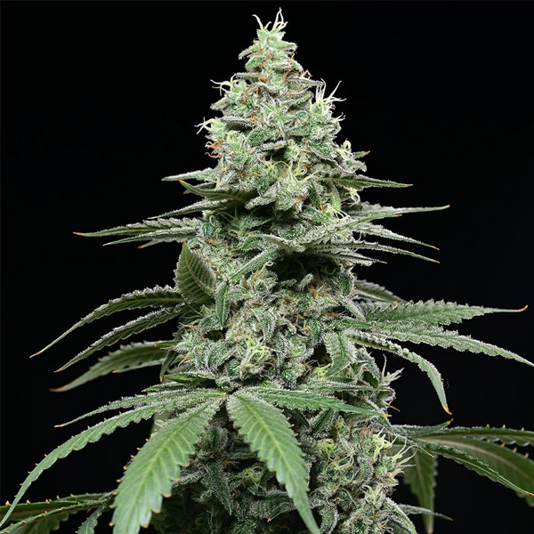 Sunset-Pie-3-u-fem-Cookies-Seed-Bank.jpg Sunset-Pie-3-u-fem-Cookies-Seed-Bank.jpg
