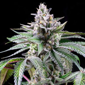 Sunsetz feminizada Cookies Seed Bank