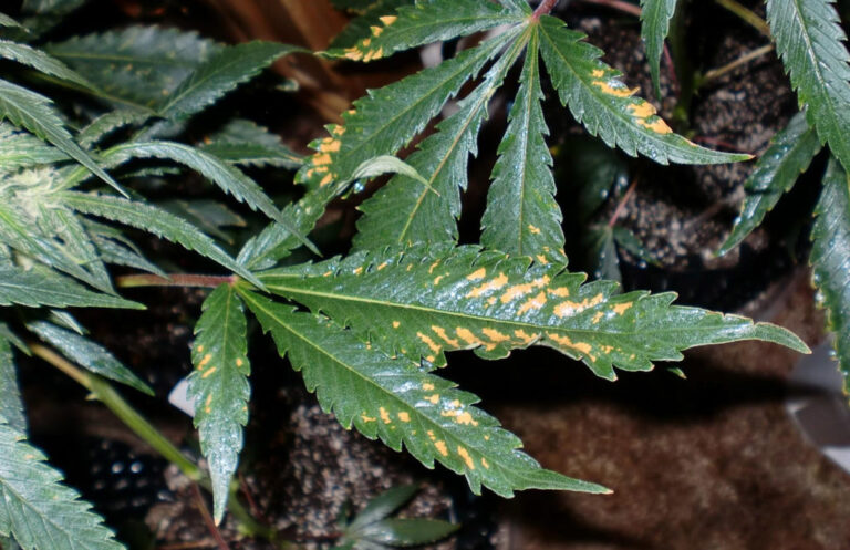 Types de taches sur es feuilles de marijuana