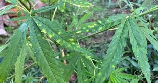 Tipos de manchas en las hojas de marihuana