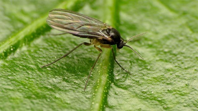 Como eliminar los bichos de la tierra de las plantas