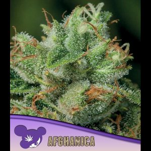 Afghanica fem Anesia Seeds