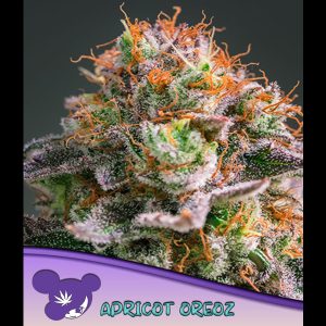 Apricot Oreoz fem Anesia Seeds