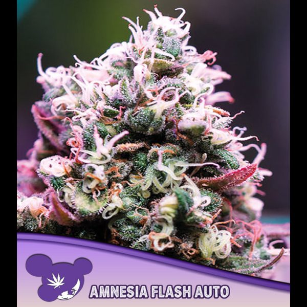 Auto-Amnesia-Flash-3-u-fem-Anesia.jpg