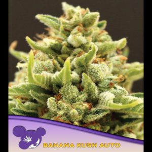 Auto Banana Kush feminizada Anesia Seeds