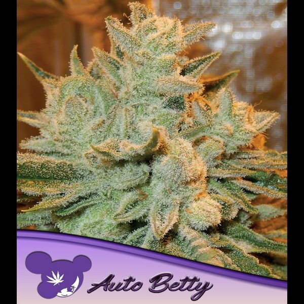 Auto-Betty-3-u-fem-Anesia.jpg