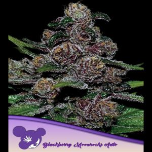 Auto Blackberry Moonrocks fem Anesia Seeds