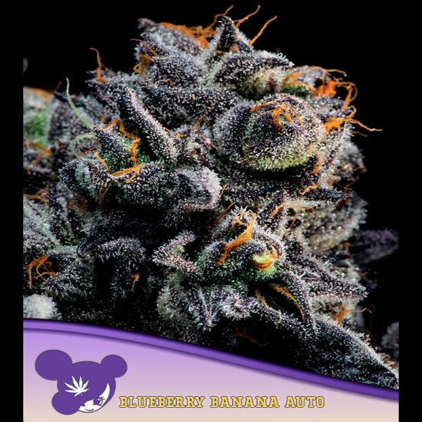 Auto-Blueberry-Banana-3-u-fem-Anesia.jpg