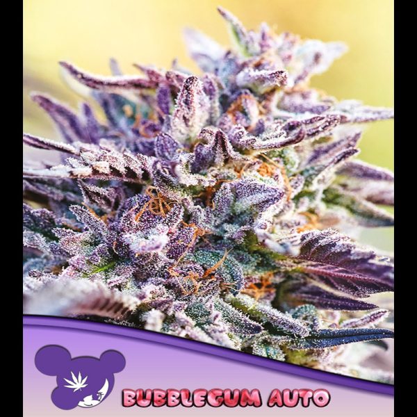 Auto-Bublegum-3-U-FEM-Anesia.jpg