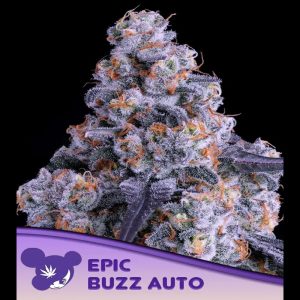 Auto Epic Buzz feminisiert Anesia Seeds