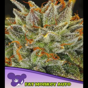 Auto FAT Monkey feminisiert Anesia Seeds