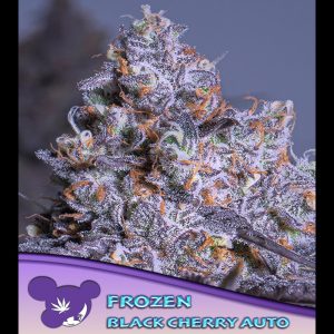 Auto Frozen Black Cherry feminizada Anesia Seeds