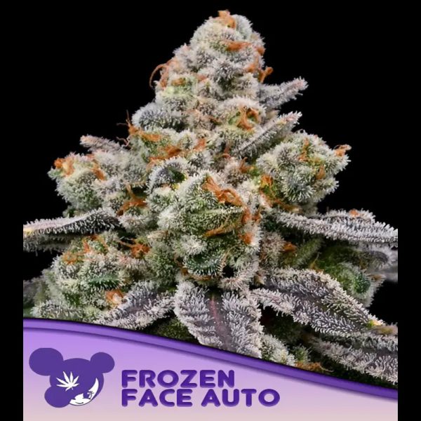 Auto-Frozen-Face-3-u-fem-Anesia.jpg