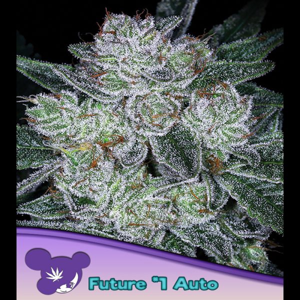 Auto-Future-1-3-u-fem-Anesia.jpg