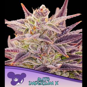 Auto Imperium X feminisiert Anesia Seeds