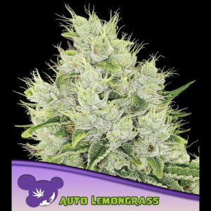 Auto Lemongrass feminisiert Anesia Seeds