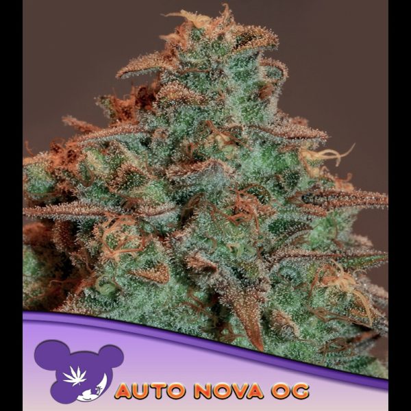 Auto-nova-g-3-u-fem-anesia.jpg