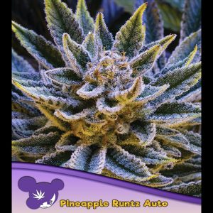 Auto Pineapple Runtz feminisiert Anesia Seeds