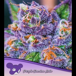 Auto Purple Domina feminisiert Anesia Seeds