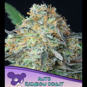 Auto Rainbow Donut feminisiert Anesia Seeds